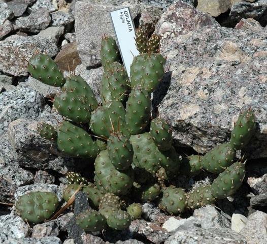 Opuntia_fragilis